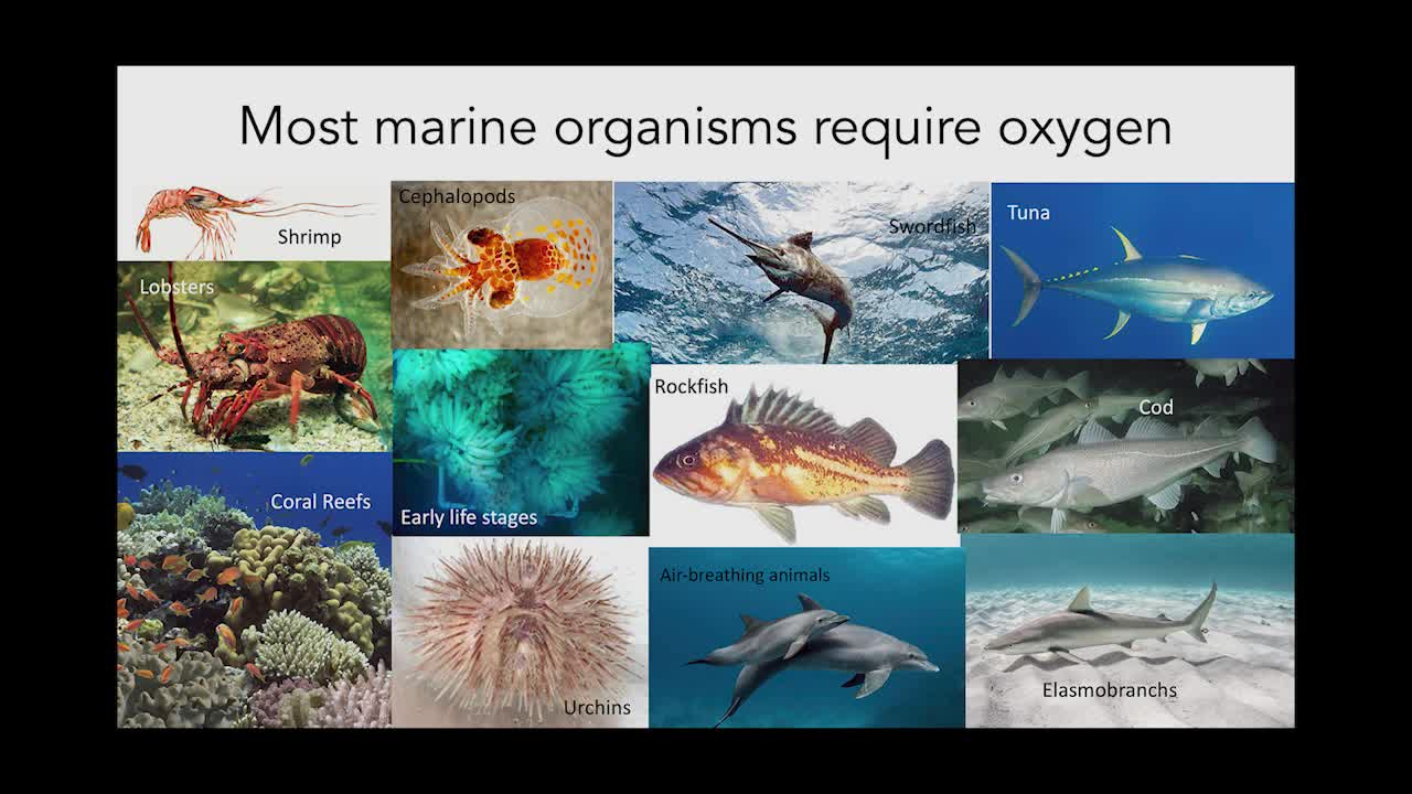 Thumbnail image for Impacts of Oxygen Loss in the Ocean